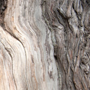 Essence de Bois de Cèdre