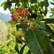 Essence de Clou de Girofle