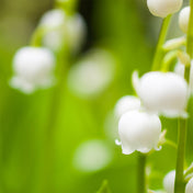 Accord Muguet
