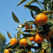 Essence de Mandarine