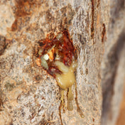 Essence de Baume du Pérou