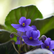 Absolu feuille de Violette