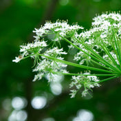 Essence de Racines d'Angélique