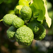 Essence de Bergamote