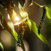 Essence de Poivre Noir