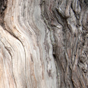 Essence de Bois de Cèdre