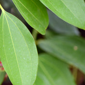 Essence de Feuille de Cannelle