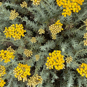 Absolu d'Immortelle