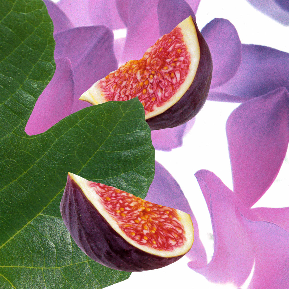 Hermetica Paris | Figfever - Memoire 1