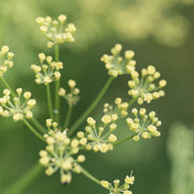 Essence de Galbanum