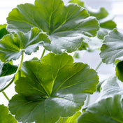 Essence de Géranium