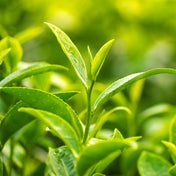 Extrait de Thé Vert