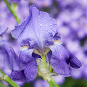 Concrète d'Iris