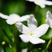 Absolu de Jasmin