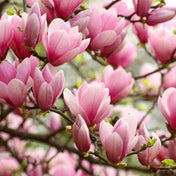 Essence de Feuille de Magnolia
