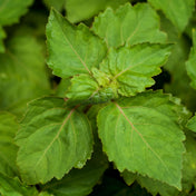 Essence de Patchouli
