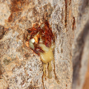 Essence de Baume du Pérou