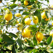 Essence de Petitgrain Citronnier