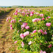 Absolu de Rose