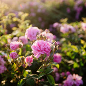 Essence de Rose