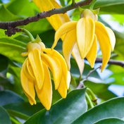 Essence d'Ylang-Ylang